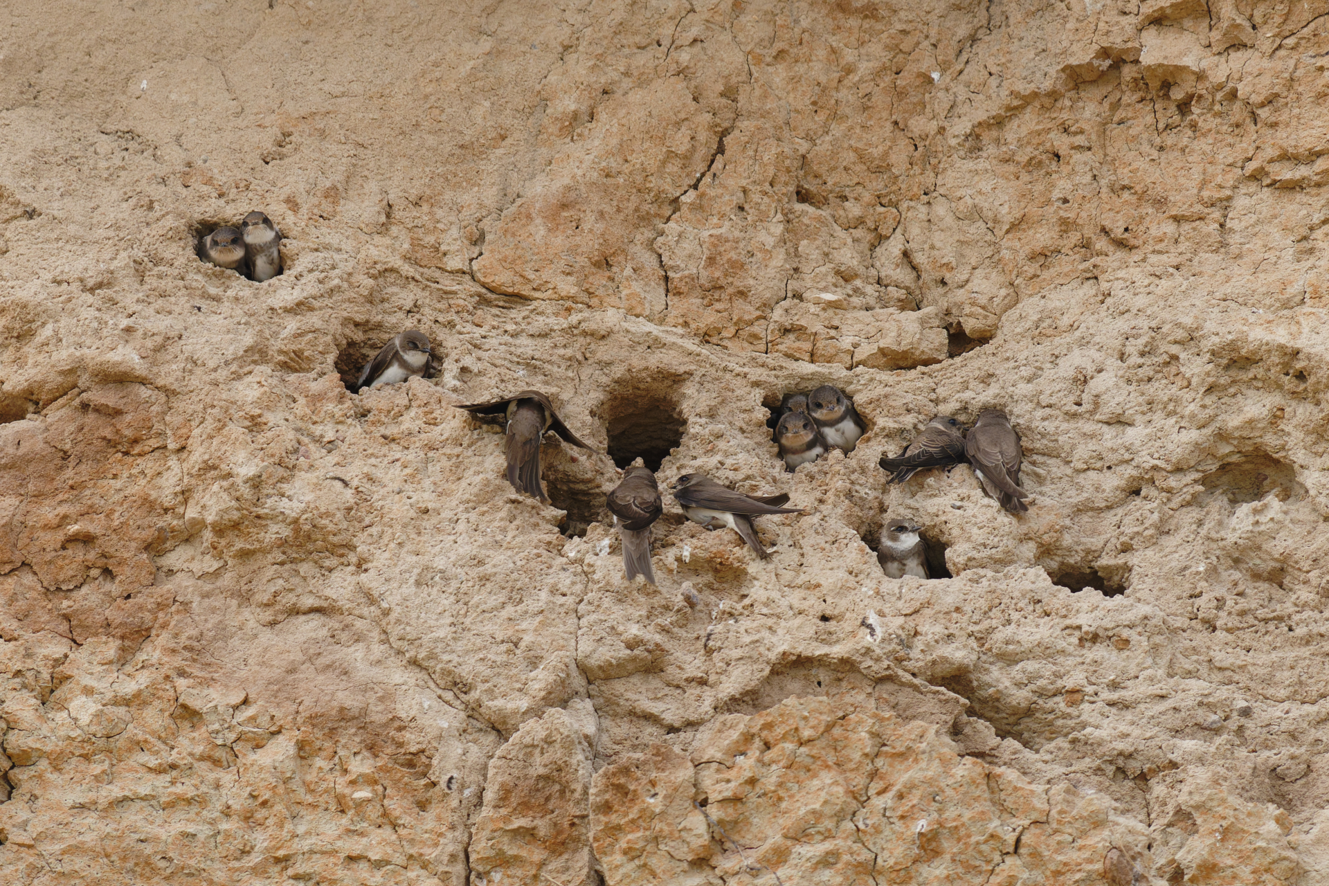 Reihenhaussiedlung der Uferschwalben