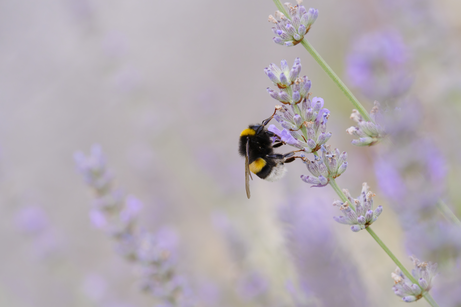 Lilasummender Lavendelzauber