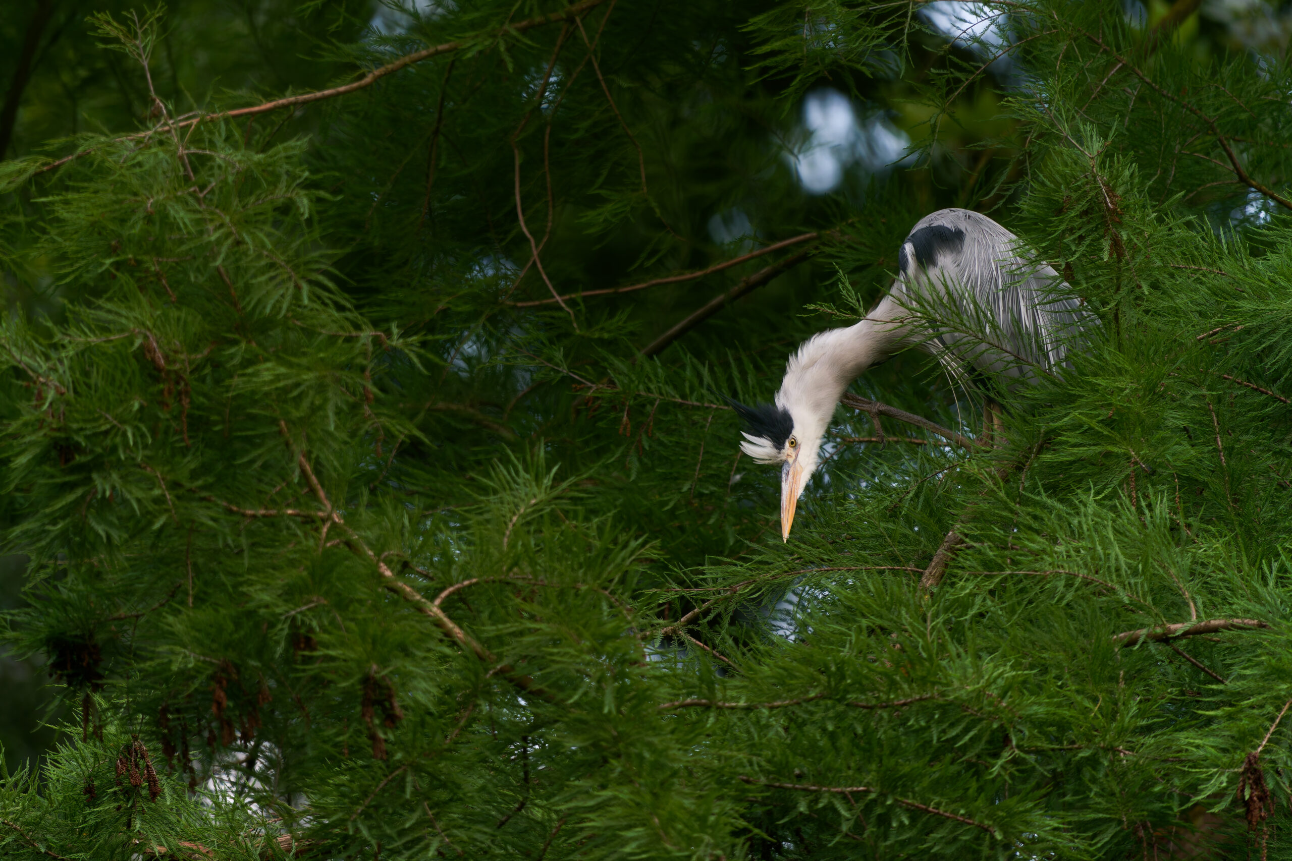 Stories of nature. Interessierter Graureiher in einem Baum.
