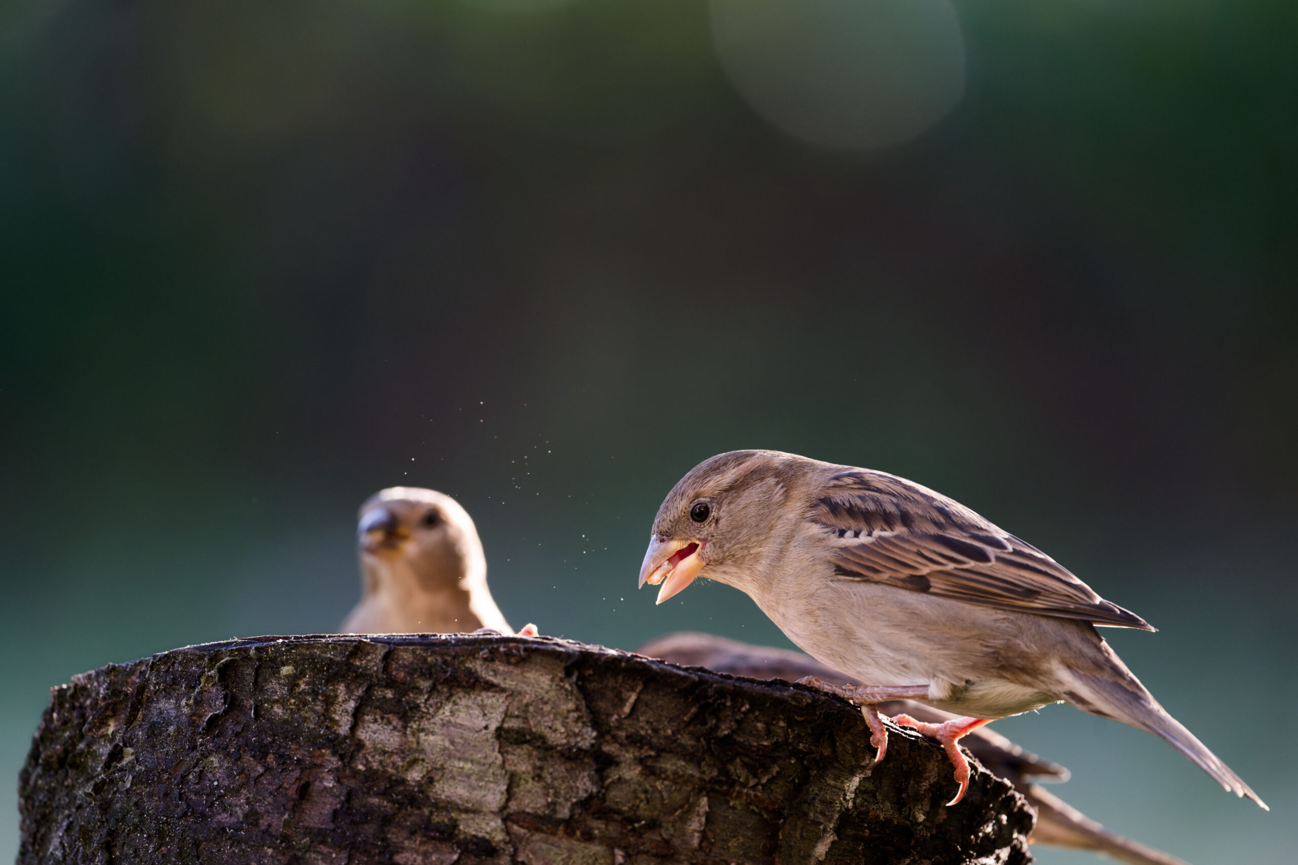 8 Tipps: Vögel füttern im Garten