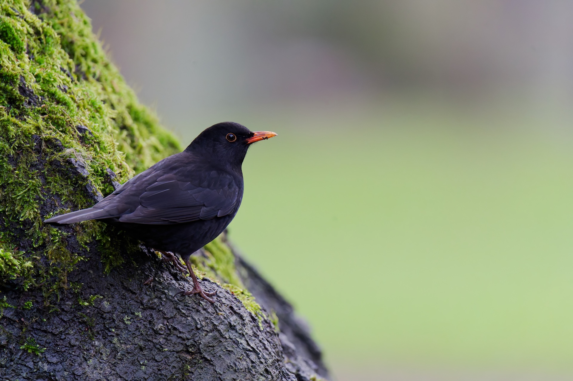 Amsel