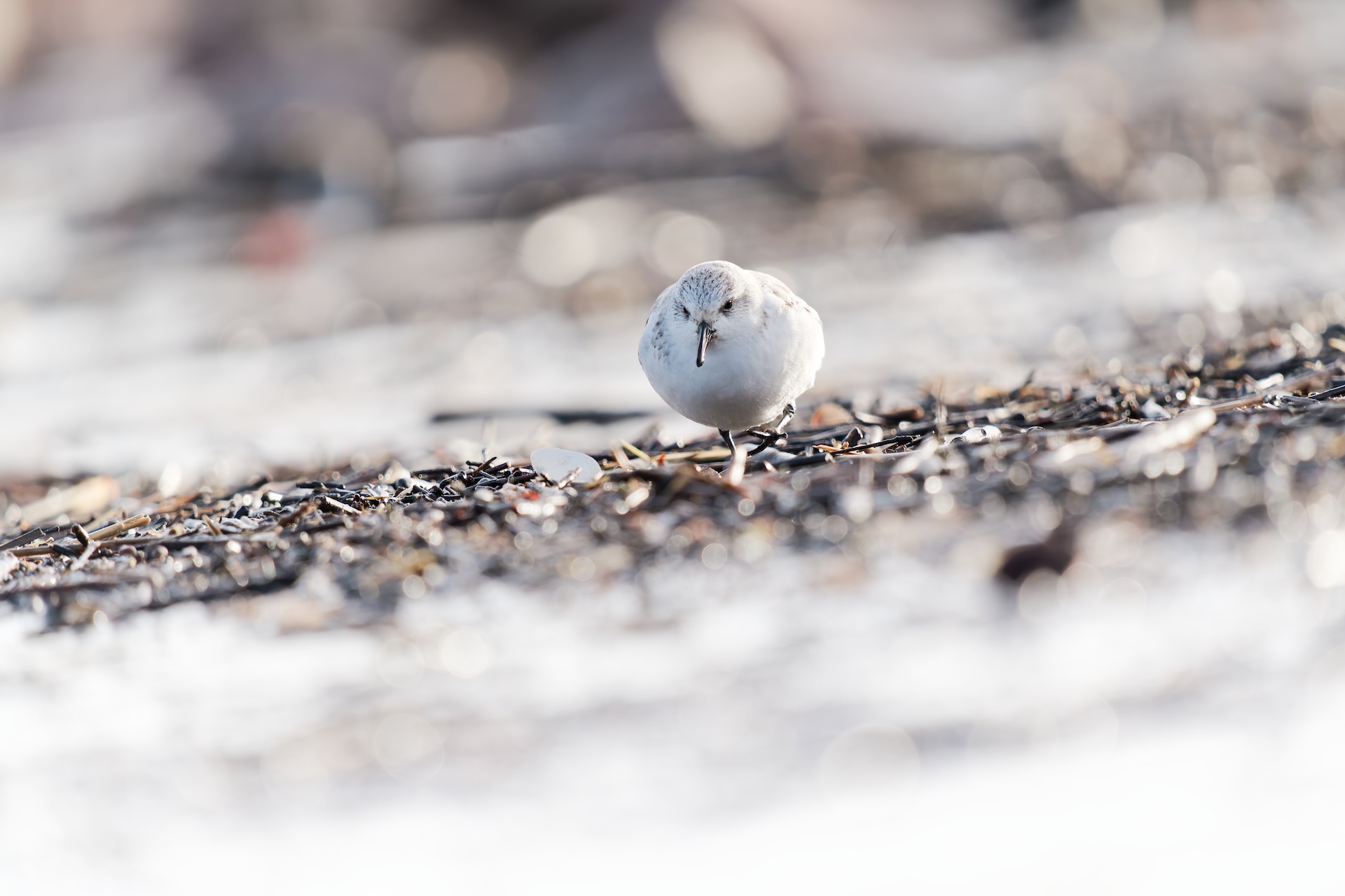 Im Spiel der Gezeiten – Sanderlinge im Wattenmeer
