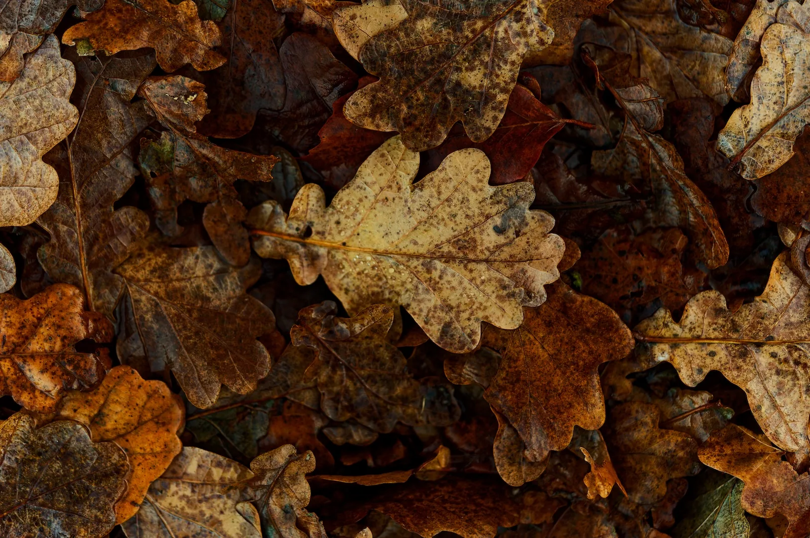 Meine Herbst-Bucketlist: 10 Dinge, die du im Herbst draußen erleben kannst